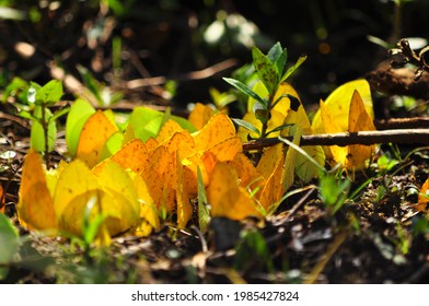 Yellow Butterflies Resting In Iguazú National Park, Argentina