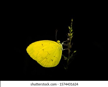 mariposa amarilla con fondo