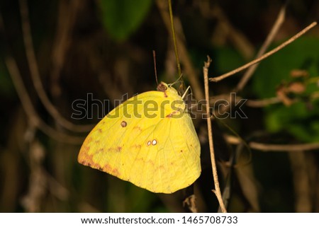 yellow butterfly in forest. colorful of butterfly on tree in garden.Masses of butterfly on blurred background.Season of butterfly in national park of Thailand.