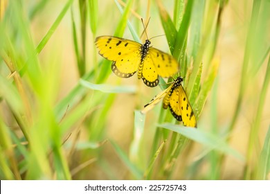 Yellow Butterfly In Green Field