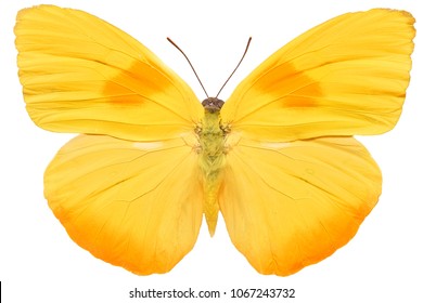 Yellow Butterfly Isolated On White Background