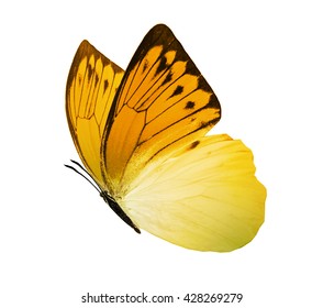 Yellow Butterfly , Isolated On White