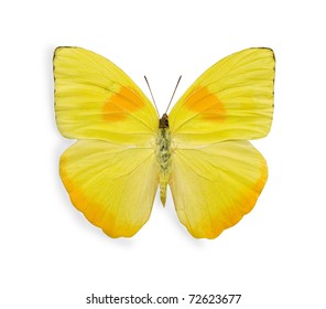 Yellow Butterfly Isolated On White