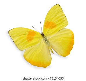 Yellow Butterfly Isolated On White