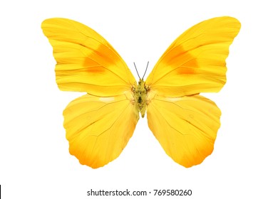 Download Yellow Butterfly Images Stock Photos Vectors Shutterstock