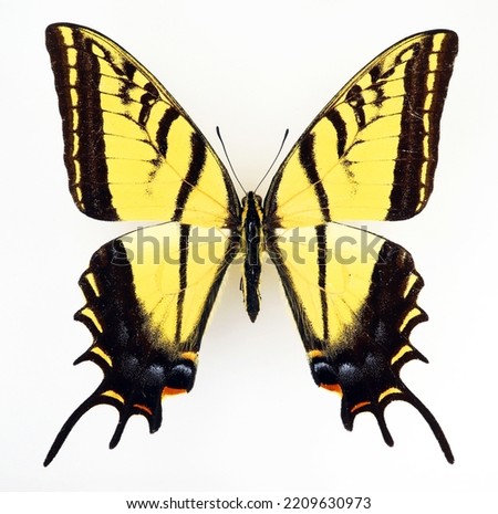 Yellow butterfly isolated on white. Swallowtail Papilio multicaudata close up macro, collection butterflies, papilionidae, lepidoptera