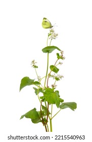 Yellow Butterfly On Buckwheat Flower Isolated On White

