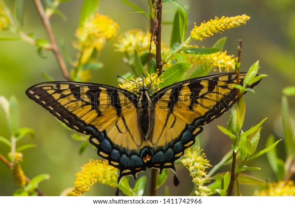 Yellow Butterfly On Flower Lower Suwannee Stock Photo Edit Now