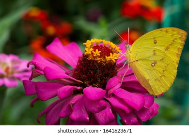 Orange Emigrant Butterfly Images, Stock Photos u0026 Vectors 