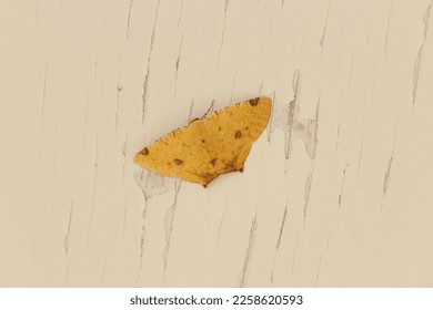 Yellow butterfly perched on old wood with peeling white paint. - Shutterstock ID 2258620593