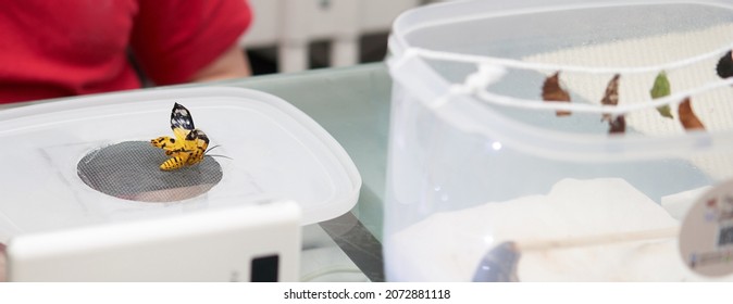 A yellow butterfly perched on a table in the house. 