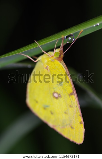 Yellow Butterfly Sleeping Night Dew Stock Photo Edit Now