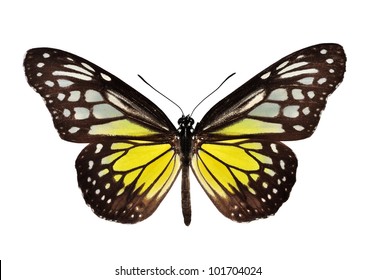 542 Yellow Glassy Tiger Butterfly Images, Stock Photos & Vectors ...