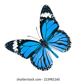 133,737 Blue yellow butterfly Images, Stock Photos & Vectors | Shutterstock