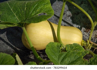 Yellow Butternut Squash Growing In Field