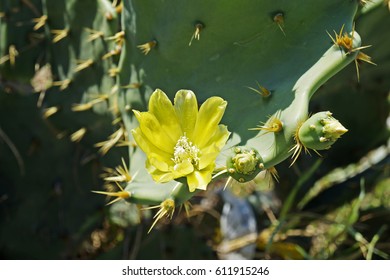 Yellow cactus flower on garden