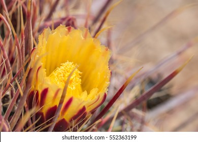 Yellow cactus flowers in desert.