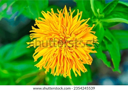 Yellow Cactus zinnia flower blooming in garden. Blurred green leaves background.