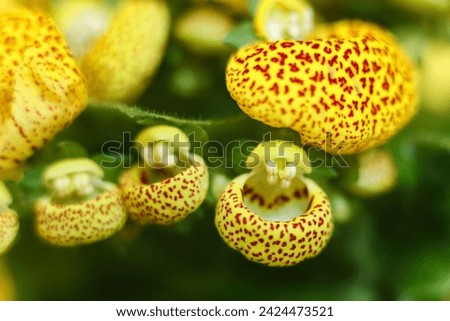 Yellow Calceolaria, also called lady's purse, slipper flower and pocketbook flower, or slipperwort, close up. Shallow depth of field. Selective focus.