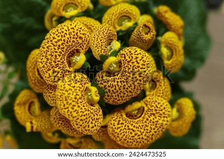 Yellow Calceolaria, also called lady's purse, slipper flower and pocketbook flower, or slipperwort, close up. Shallow depth of field. Selective focus.