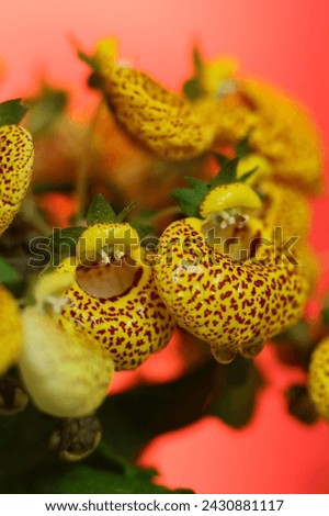 Yellow Calceolaria, also called lady's purse, slipper flower and pocketbook flower, or slipperwort, close up. Shallow depth of field. Selective focus.	