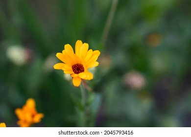 Yellow calendula flower closeup. young calendula flower.
