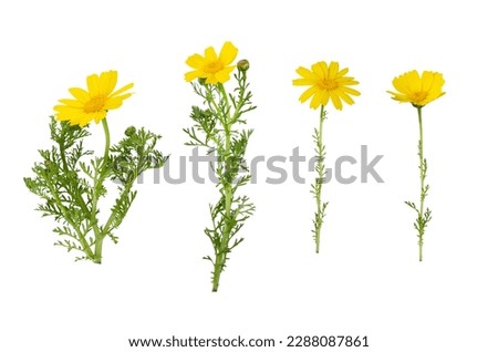 Yellow Calendula flower or Marigold isolated on white background, Floral symbol of spring and summer, heat and sun, png, DOF. Shallow depth of field