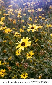 Yellow California Wildflower Daisy Blooms Light Stock Photo 1220221993