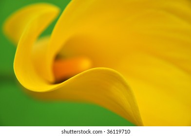 Yellow calla closeup on green background