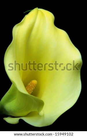 Similar – Image, Stock Photo interior life Nature Plant