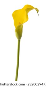Yellow calla flower isolated on white background - Shutterstock ID 2320029475
