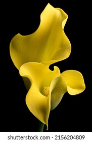 yellow calla lily on black background - Shutterstock ID 2156204809