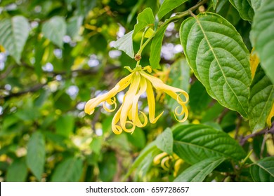 Cananga Odorata Images Photos Et Images Vectorielles De Stock Shutterstock