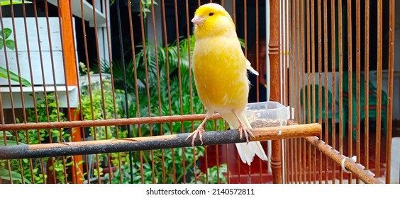 yellow canaries "burung kenari" have thick feathers