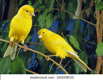 Yellow Canaries, Serinus Canaria  Standing On Branch  