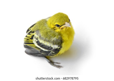 Yellow Canary Bird Isolated On White Background