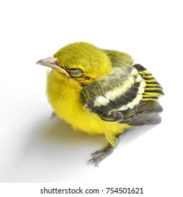 Yellow Canary Bird Isolated On White Background