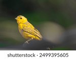 Yellow canary bird on a branch