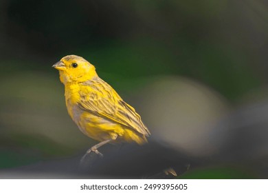 Yellow canary bird on a branch - Powered by Shutterstock