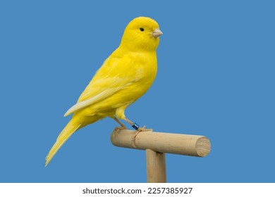 Yellow canary bird perched in softbox - Powered by Shutterstock