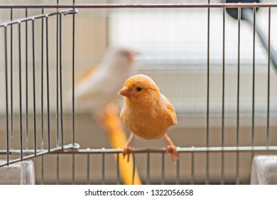 Yellow canary bird sitting on an open cage door on a light off-white background, shallow depth of field view