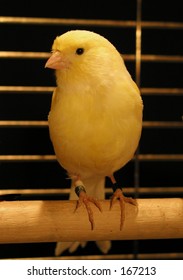 Yellow Canary In Cage