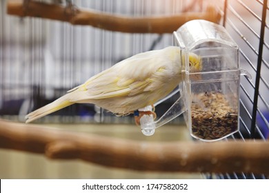 Yellow Canary In A Cage