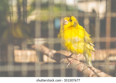 Yellow Canary In The Cage
