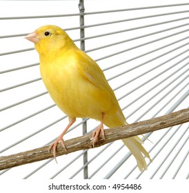 A Yellow Canary In His Cage