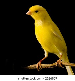 yellow canary on its perch in front of a black background