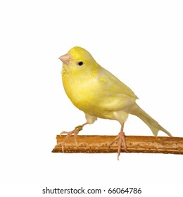 Yellow Canary Serinus Canaria Isolated On Stock Photo 66064786 ...