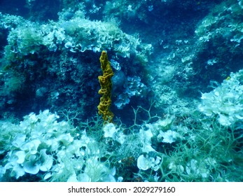 Yellow Candelabra Sponge (Axinella Cannabina) Sant'Andrea Island, Nature Reserve In Front Of The City Of Gallipoli.