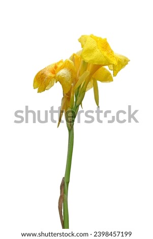 Yellow canna lily or Edible canna flower beautiful isolated on white background,with clipping path 
