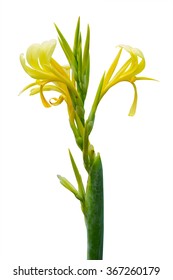 Yellow canna lily flowers on white background. Clipping path